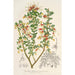 Reprodukcja obrazu Grevillea alpestris - Charles Antoine Lemaire