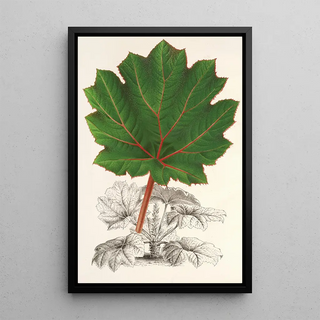 Charles Antoine Lemaire - Gunnera brephogea.webp