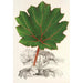 Reprodukcja obrazu Gunnera brephogea - Charles Antoine Lemaire