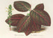 Gymnostachyum Verschaffeltii - Charles Antoine Lemaire — widok dzieła
