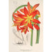 Reprodukcja obrazu Habranthus fulgens - Charles Antoine Lemaire