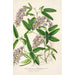 Hardenbergia Makoyana hybrida - Charles Antoine Lemaire — widok dzieła