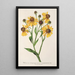 Reprodukcja obrazu Helenium atropurpureum var. grandicephalum - Charles Antoine Lemaire