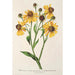 Reprodukcja obrazu Helenium atropurpureum var. grandicephalum - Charles Antoine Lemaire