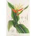 Heliconia aurantiaca - Charles Antoine Lemaire — widok dzieła