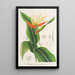 Heliconia aurantiaca - Charles Antoine Lemaire — oprawiony obraz na ścianie