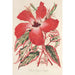 Reprodukcja obrazu Hibiskus i lepszy Ibiscus Cooperi - Charles Antoine Lemaire