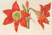 Hippeastrum Amaryllis pyrrochroum - Charles Antoine Lemaire — widok dzieła