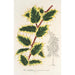 Ilex aquifolium - Charles Antoine Lemaire — widok dzieła