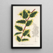 Ilex aquifolium - Charles Antoine Lemaire — oprawiony obraz na ścianie