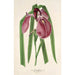Iris Kaempferi Siebold - Charles Antoine Lemaire — widok dzieła