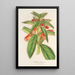 Reprodukcja obrazu Kohleria lanata - Charles Antoine Lemaire