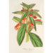 Reprodukcja obrazu Kohleria lanata - Charles Antoine Lemaire