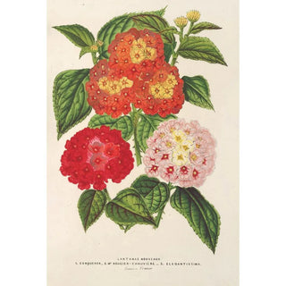 Charles Antoine Lemaire - Lantanas choix de.webp