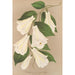 Lapageria rosea R i P var albiflora - Charles Antoine Lemaire — widok dzieła