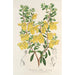 Reprodukcja obrazu Lepidostemon penstemonoides Penstemon Lobbii - Charles Antoine Lemaire