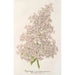 Reprodukcja obrazu Lilas Ambroise Verschaffelt - Charles Antoine Lemaire