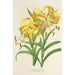 Reprodukcja obrazu Lilium Leichtlinii - Charles Antoine Lemaire