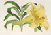 Lilium neilgherricum - Charles Antoine Lemaire — widok dzieła