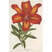 Lilium formosum - Charles Antoine Lemaire — widok dzieła