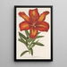 Lilium formosum - Charles Antoine Lemaire — oprawiony obraz na ścianie