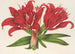 Lilium fulgens Ch Morr var staminosum - Charles Antoine Lemaire — widok dzieła