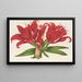 Lilium fulgens Ch Morr var staminosum - Charles Antoine Lemaire — oprawiony obraz na ścianie