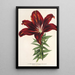 Reprodukcja obrazu Lilium haematochroum hybridum - Charles Antoine Lemaire