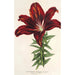 Reprodukcja obrazu Lilium haematochroum hybridum - Charles Antoine Lemaire