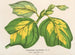 Liriodendron tulipifera - Charles Antoine Lemaire — widok dzieła