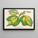 Liriodendron tulipifera - Charles Antoine Lemaire — oprawiony obraz na ścianie