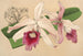 Lélia purpurata var. Nelisii - Charles Antoine Lemaire — widok dzieła