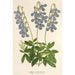Lobelia coronopifolia - Charles Antoine Lemaire — widok dzieła