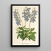 Lobelia coronopifolia - Charles Antoine Lemaire — oprawiony obraz na ścianie