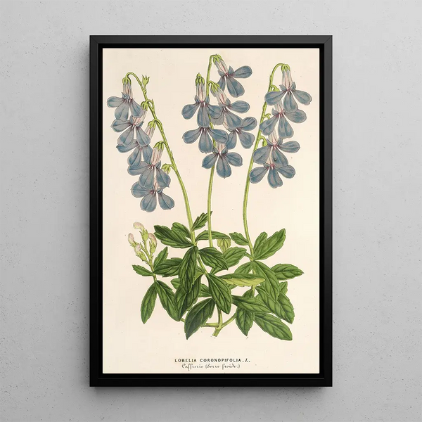 Charles Antoine Lemaire - Lobelia coronopifolia.webp