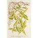 Lonicera periclymenum aureum - Charles Antoine Lemaire — widok dzieła