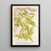 Lonicera periclymenum aureum - Charles Antoine Lemaire — oprawiony obraz na ścianie