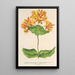 Reprodukcja obrazu Lonicera sempervirens Plantierensis - Charles Antoine Lemaire