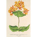 Reprodukcja obrazu Lonicera sempervirens Plantierensis - Charles Antoine Lemaire