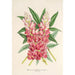 Reprodukcja obrazu Lupinus insignis hybridus - Charles Antoine Lemaire