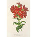 Lychnis Haagena - Charles Antoine Lemaire — widok dzieła