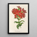Lychnis Haagena - Charles Antoine Lemaire — oprawiony obraz na ścianie