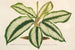 Maranta Baraquinii - Charles Antoine Lemaire — widok dzieła