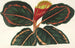 Maranta Roseo-Picta - Charles Antoine Lemaire — widok dzieła