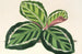Maranta illustris - Charles Antoine Lemaire — widok dzieła