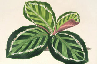 Charles Antoine Lemaire - Maranta illustris.webp