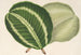 Maranta virginalis - Charles Antoine Lemaire — widok dzieła