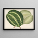 Maranta virginalis - Charles Antoine Lemaire — oprawiony obraz na ścianie