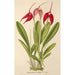Masdevallia Lindeni - Charles Antoine Lemaire — widok dzieła