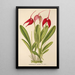Masdevallia Lindeni - Charles Antoine Lemaire — oprawiony obraz na ścianie